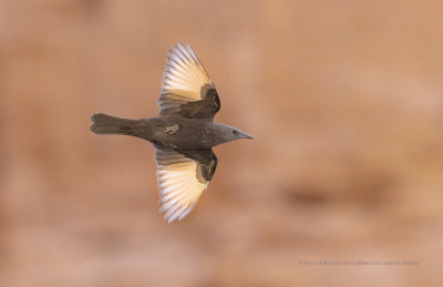 Tristram's starling - Onychognathus tristramii