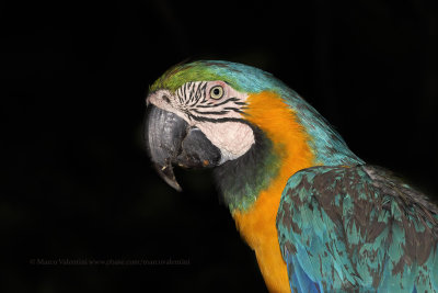 Blue and yellow macaw - Ara ararauna