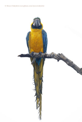 Blue and yellow macaw - Ara ararauna