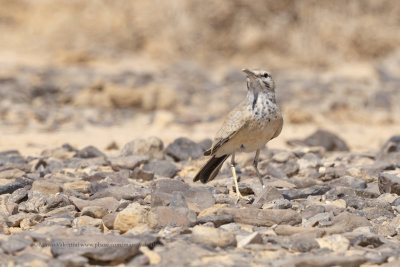 Greater Hoopoe-lark - Alaemon alaudipes