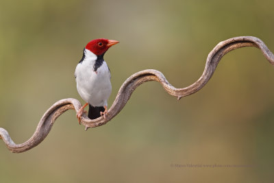 Yellow -billed Cardinal - Paroaria capitata