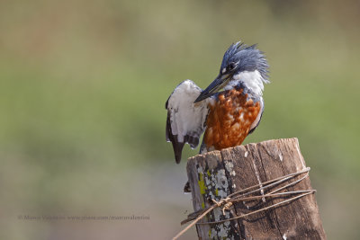 Ringed Kingfisher - Megaceryle torquata