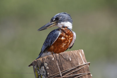 Ringed Kingfisher - Megaceryle torquata