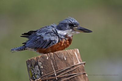 Ringed Kingfisher - Megaceryle torquata