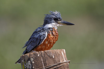 Ringed Kingfisher - Megaceryle torquata