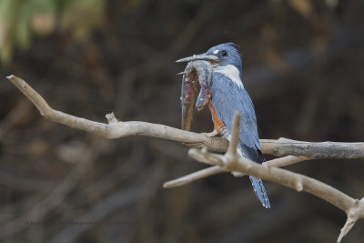 Ringed Kingfisher - Megaceryle torquata