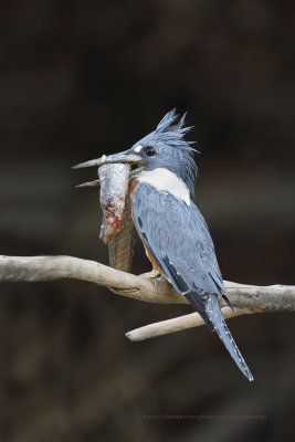 Ringed Kingfisher - Megaceryle torquata