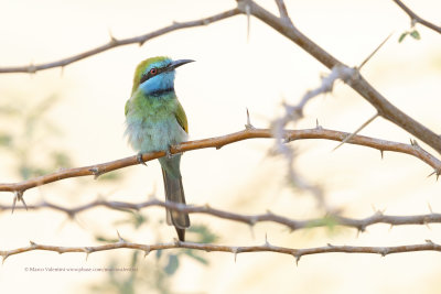 Green Bee-eater - Merops orientalis