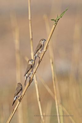 Indian Silverbill - Lonchura malabarica