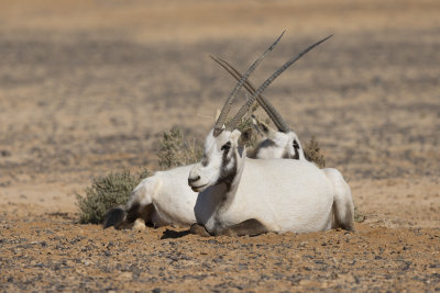 Arabian oryx - Oryx leucoryx