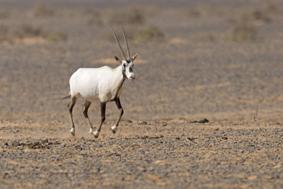 Arabian oryx - Oryx leucoryx