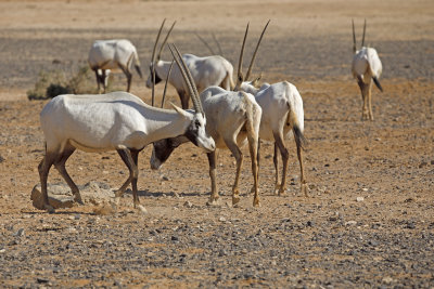 Arabian oryx - Oryx leucoryx