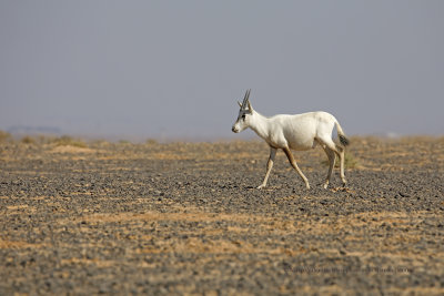 Arabian oryx - Oryx leucoryx