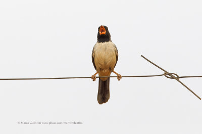 Black-throated saltator - Saltator atricollis