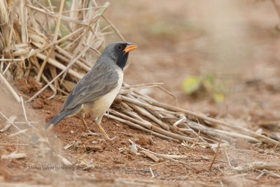 Black-throated saltator - Saltator atricollis