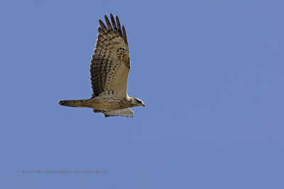 Honey Buzzard - Pernis apivorus