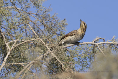 Wryneck - Jynx torquilla