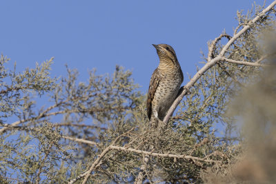 Wryneck - Jynx torquilla