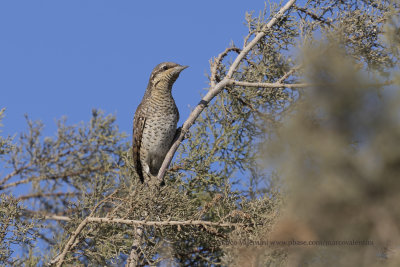 Wryneck - Jynx torquilla