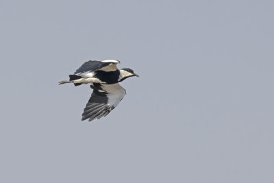 Spur-winged lapwing - Vanellus spinosus