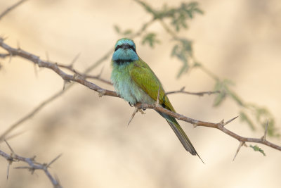 Green Bee-eater - Merops orientalis