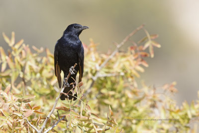 Tristram's starling - Onychognathus tristramii