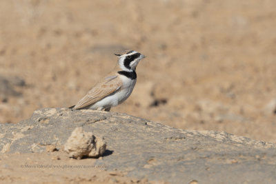 Temminck's Lark - Eremophila bilopha