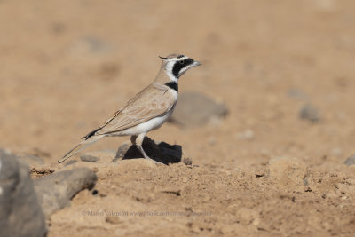 Temminck's Lark - Eremophila bilopha