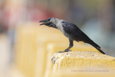 House Crow - Corvus splendens