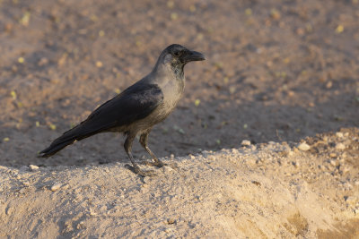 House Crow - Corvus splendens