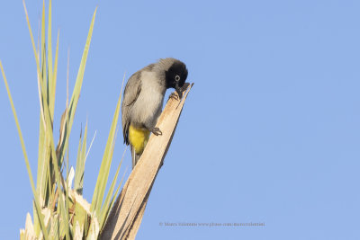 White-spectacled Bublbul - Pycnonotus xanthopygos