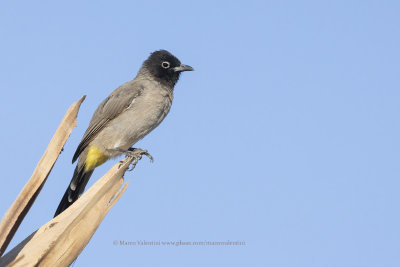 White-spectacled Bublbul - Pycnonotus xanthopygos