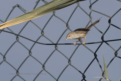 Graceful Prinia - Prinia gracilis