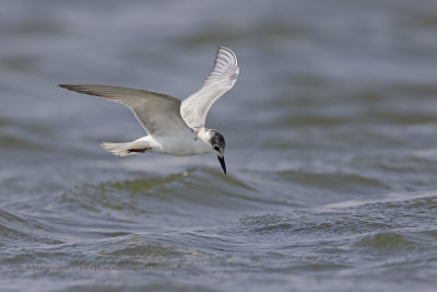 Whiskered tern - Chlidonias hybridus