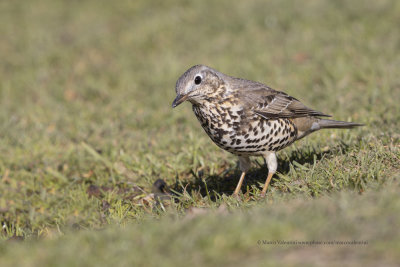 Mistle thrush - Turdus viscivorus