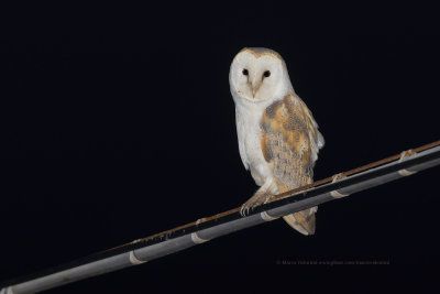 Barn owl - Tyto alba