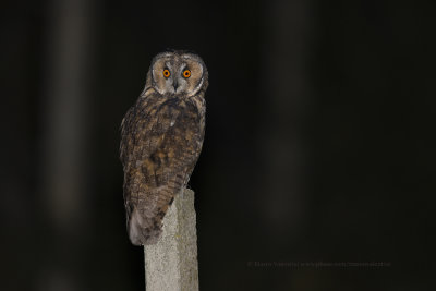 Long-eared Owl - Asio otus