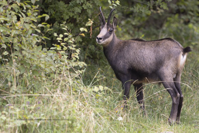 Alpine chamois - Rupicapra rupicapra