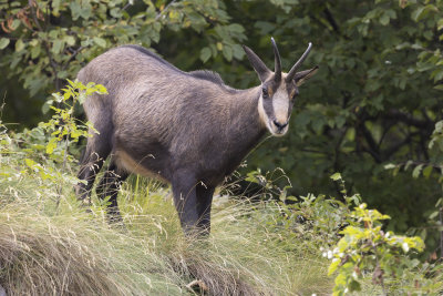 Alpine chamois - Rupicapra rupicapra