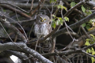 Eurasian Pygmy-Owl - Glaucidium passerinum