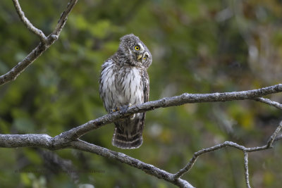 Eurasian Pygmy-Owl - Glaucidium passerinum