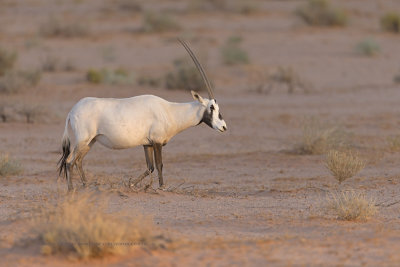 Arabian oryx - Oryx leucoryx