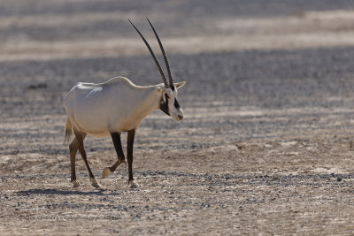 Arabian oryx - Oryx leucoryx