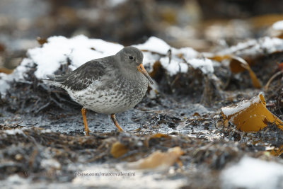 Purple Sandpiper - Calidris maritima