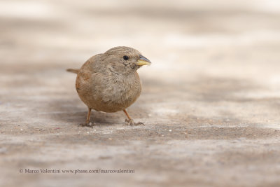 House Bunting - Emberiza sahari