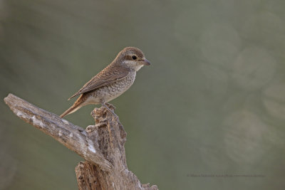 Red-backed Shrike - Lanius collurio