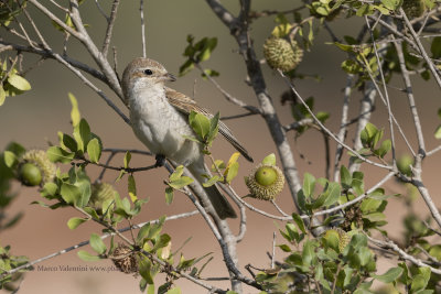 Red-backed Shrike - Lanius collurio