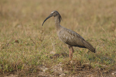 Plumbeous ibis - Theristicus coerulescens