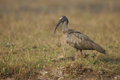 Plumbeous ibis - Theristicus coerulescens