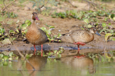 Brazilian teal - Amazonetta brasiliensis